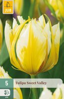 Tulipa Sweet Valley, 5 stuks