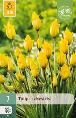 Tulipa sylvestris, 7 stuks