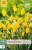Tulipa sylvestris, 7 stuks