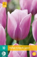 Tulipa synaeda amor 10 stuks