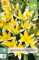 Tulipa tarda dasystemon, 10 stuks
