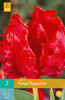 Tulipa topparrot 7st - afbeelding 2