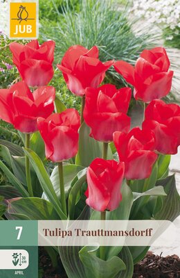 Tulipa Trauttmansdorff, 7 stuks