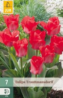 Tulipa Trauttmansdorff, 7 stuks