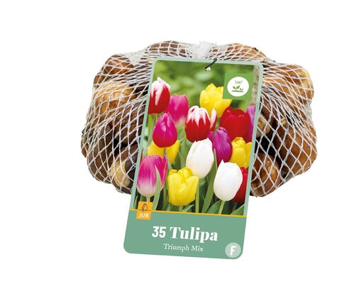 Tulipa Triumph Mix, 35 stuks