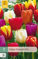 Tulipa Triumph Mix, 7 stuks