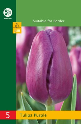 Tulipa triumph paars 5 stuks