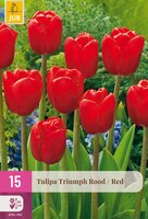 Tulipa Triumph Rood, 15 stuks