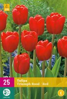 Tulipa triumph rood 25 stuks