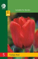 Tulipa triumph rood 5 stuks