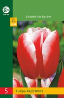 Tulipa triumph rood/wit 5 stuks