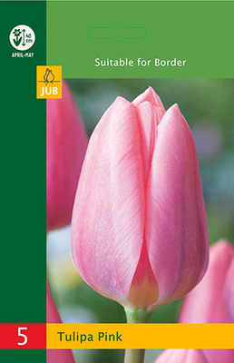 Tulipa triumph roze 5st - afbeelding 1
