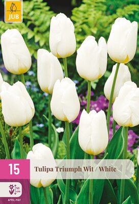 Tulipa Triumph Wit, 15 stuks