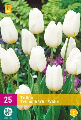 Tulipa triumph wit 25 stuks