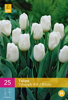 Tulipa triumph wit 25st - afbeelding 3