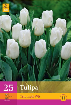 Tulipa triumph wit 25st - afbeelding 1