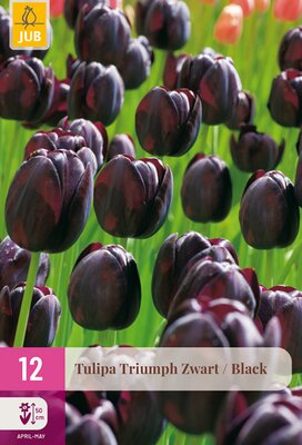 Tulipa Triumph Zwart, 12 stuks