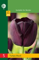 Tulipa triumph zwart 5 stuks