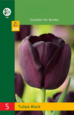 Tulipa triumph zwart 5st