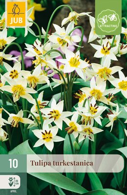 Tulipa turkestanica, 10 stuks