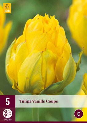 Tulipa vanille coupe 5 stuks