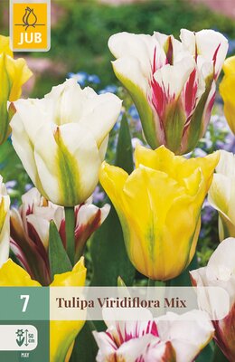 Tulipa viridiflora Mix, 7 stuks