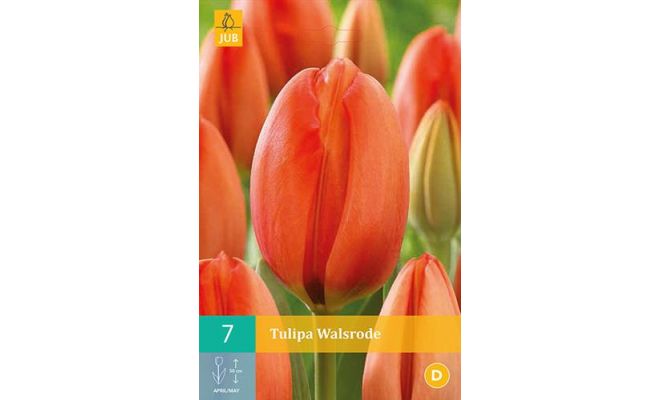 Tulipa walsrode 7st - afbeelding 1