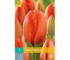 Tulipa walsrode 7st - afbeelding 1