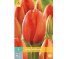 Tulipa walsrode 7st - afbeelding 2