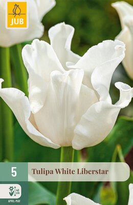 Tulipa White Liberstar, 5 stuks