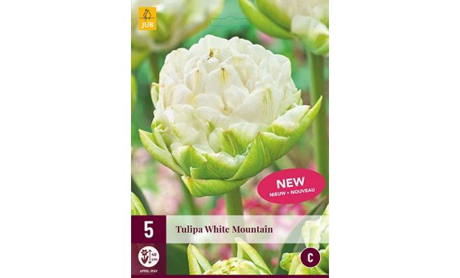 Tulipa white mountain 5st
