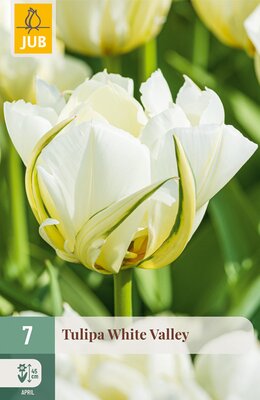 Tulipa White Valley, 7 stuks