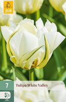 Tulipa White Valley, 7 stuks