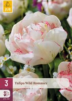 Tulipa Wild Romance, 3 stuks