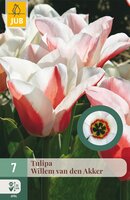 Tulipa Willem van den Akker, 7 stuks