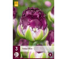 Tulipa wow 3st - afbeelding 1