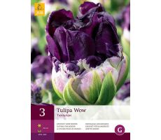 Tulipa wow 3st - afbeelding 2