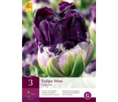 Tulipa wow 3st - afbeelding 3