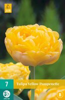 Tulipa yellow pompenette 7 stuks