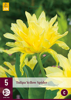 Tulipa yellow spider 5st - afbeelding 1