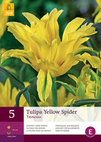 Tulipa yellow spider 5st - afbeelding 2