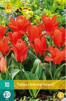 Tulipa oriental beauty 10st