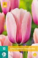 Tulipa salmon impression 10st