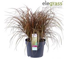 Uncinia rubra 'Everflame' - afbeelding 1