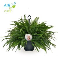 Nephrolepis exal. 'Green Lady(krulvaren),hangpot 20 cm