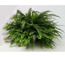UNIQUE Nephrolepis exal. 'Green Lady, pot 20 cm, h 50 cm