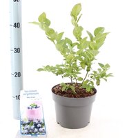 Vaccinium corymbosum 'Bluecrop, pot 19 cm, h 35 cm - afbeelding 3