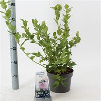 Vaccinium corymbosum 'Bluecrop, pot 19 cm, h 35 cm - afbeelding 1