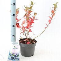 Vaccinium corymbosum 'Bluecrop, pot 19 cm, h 35 cm - afbeelding 2