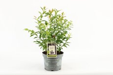 Vaccinium corymbosum 'Hortblue Petite' pot 19 cm, h 50 cm